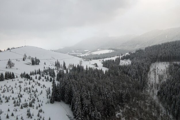 Aerial foggy landscape with evergreen pine trees covered with fresh fallen snow after heavy snowfall in winter mountain forest on cold quiet evening.