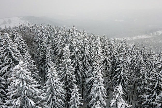 Aerial foggy landscape with evergreen pine trees covered with fresh fallen snow after heavy snowfall in winter mountain forest on cold quiet evening.