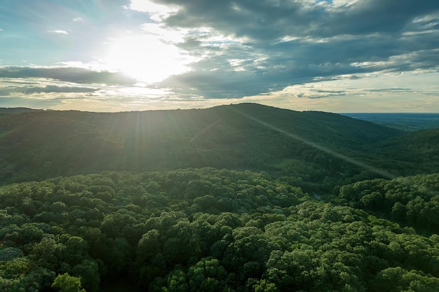 Aerial Forest in Sunny summer Day from Top. Sun and sun flare.