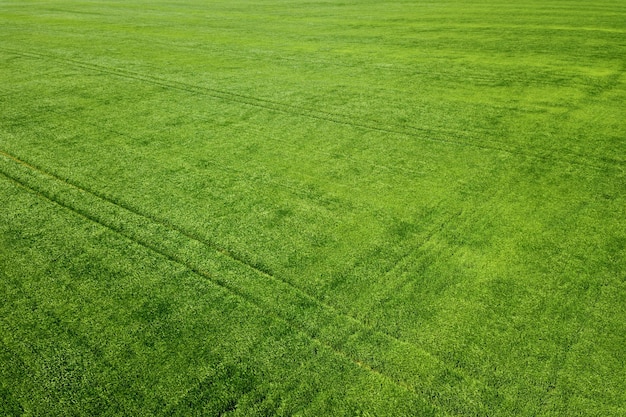 Aerial green wheat field. Aerial view large green field.