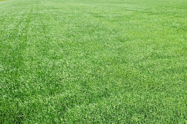 공중 녹색 밀밭입니다. 공중 보기 큰 녹색 필드입니다.