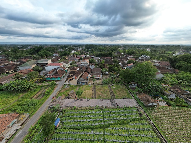 Foto aerial harmony jogja's serene rijstvelden bomen en tuinen