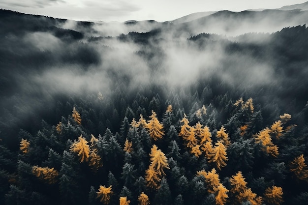 사진 조용 한 가을 날 에 숲 의 높은 꼭대기 에서 숲 에 있는 다채로운 나무 들 아름다운 풍경