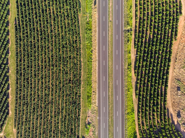 Aerial image of coffee plantation in Brazil.