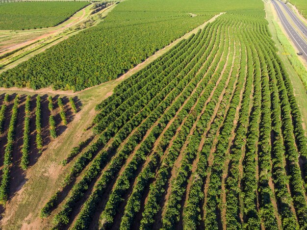 Aerial image of coffee plantation in Brazil.