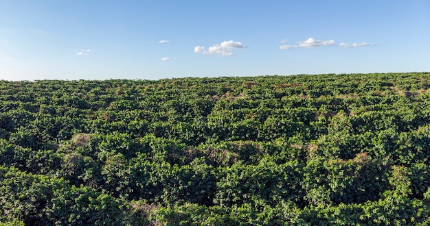 Aerial image of coffee plantation in Brazil.