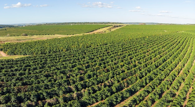 Aerial image of coffee plantation in Brazil.