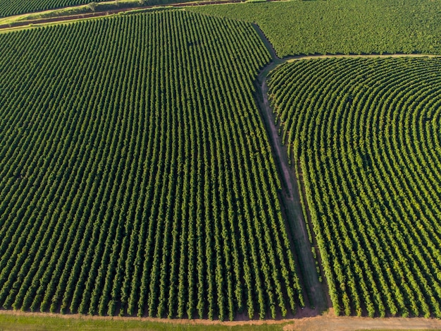 Immagine aerea della piantagione di caffè in brasile.