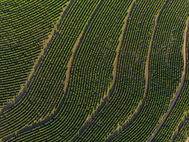 ブラジルのコーヒー農園の航空写真。