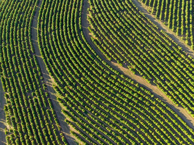 Aerial image of coffee plantation in Brazil