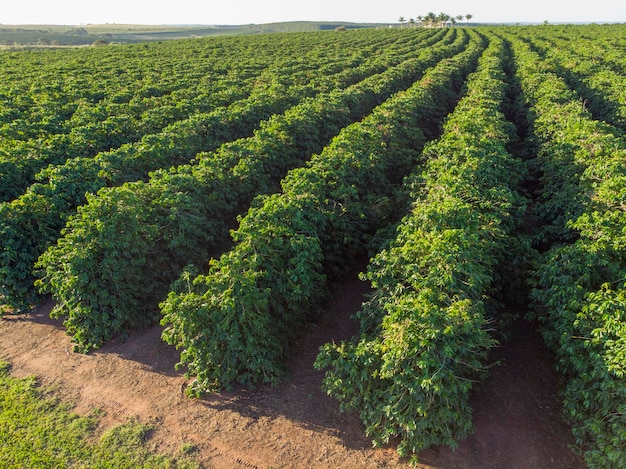 Aerial image of coffee plantation in Brazil