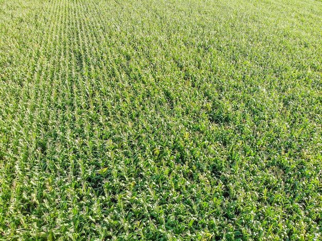 Aerial image of corn plantation in Brazil