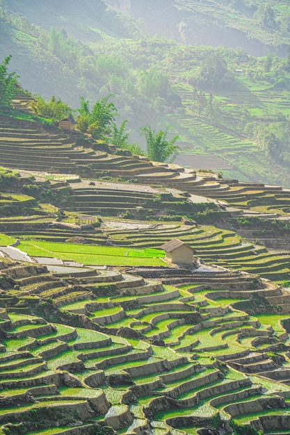 Aerial image of rice terraces in Ngai Thau Y Ty Lao Cai province Vietnam Landscape panorama of Vietnam terraced rice fields of Ngai Thau Spectacular rice fields Stitched panorama shot