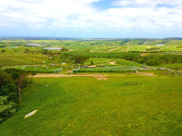 Foto immagine aerea di un vigneto scattata da un drone