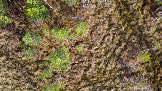 Aerial landscape of green autumn forest and yellow grass flooded with sunlight top view