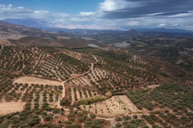 aerial landscape of olive plantation on hill slopes with mountains in background halkidiki greece