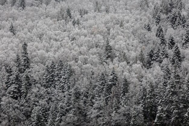 Aerial landscape of snow covered mixed pine fir and spruce\
trees forming a graphic texture