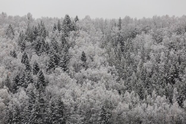 Aerial landscape of snow covered mixed pine fir and spruce\
trees forming a graphic texture