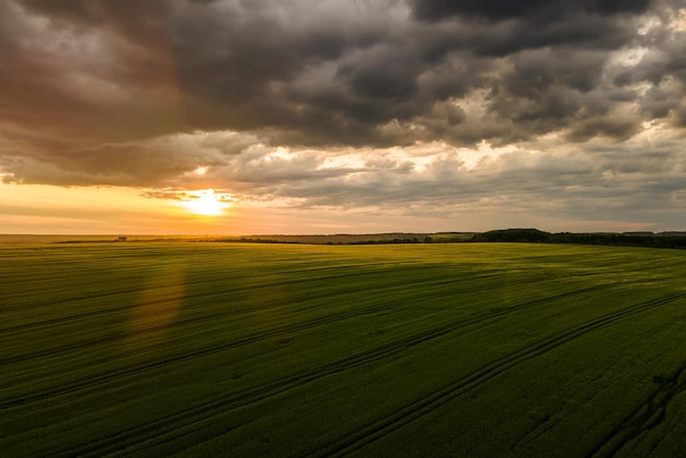 Вид с воздуха на зеленые возделываемые сельскохозяйственные поля с растущими культурами в яркий летний вечер