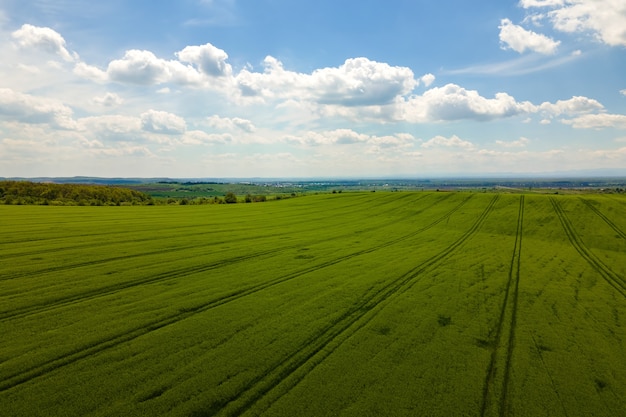 写真 明るい夏の日に作物が育つ緑の耕作農地の空中風景。