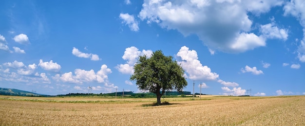 Вид с воздуха на одно зеленое дерево, растущее между возделываемыми желтыми сельскохозяйственными полями с созревающими урожаями в яркий летний день