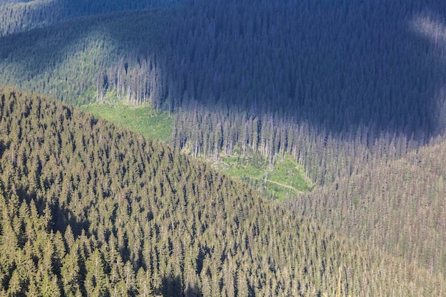 Aerial landscape view of the woodland background with a cutting in the center