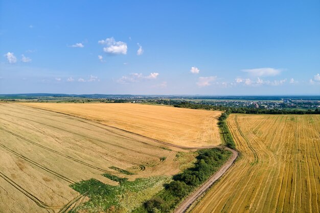 Вид с воздуха на желтое возделываемое сельскохозяйственное поле со спелой пшеницей в яркий летний день