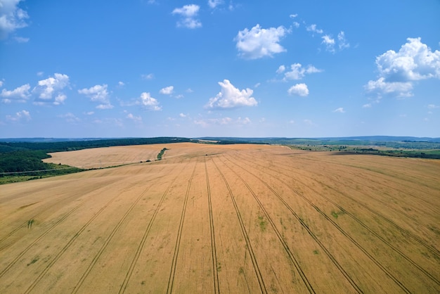 Aerial landscape view of yellow cultivated agricultural field with ripe wheat on bright summer day