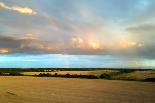 Aerial landscape view of yellow cultivated agricultural field with ripe wheat on vibrant summer evening.