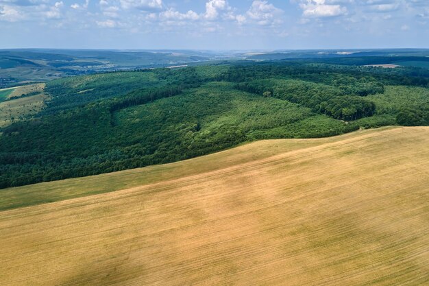 Aerial landscape view of yellow cultivated agricultural fields with ripe wheat and green woods on bright summer day