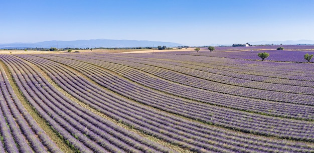 Aerial panorama wonderful agricultural in Provence, France. Calm landscape of beautiful countryside