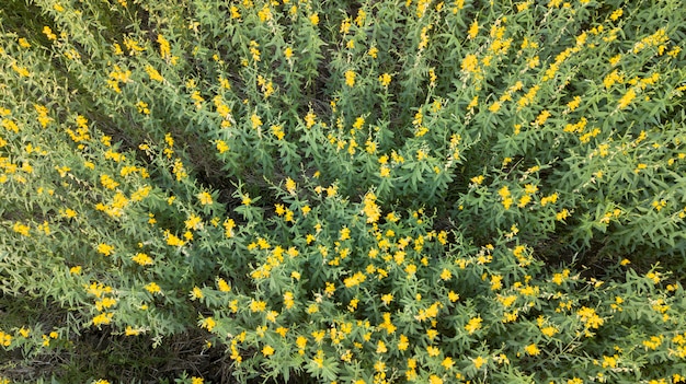 Aerial photo from drones of pummelo field Beautiful golden yellow