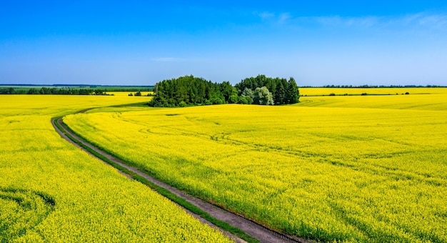 Aerial photo in the middle of a field of flowering rapeseed is a small forest and a dirt road