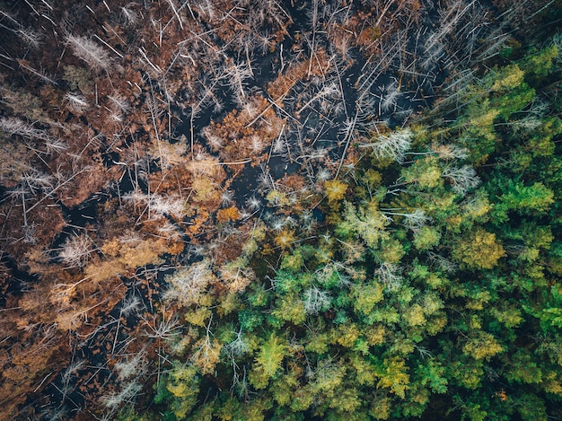 사진 울창 한 초록색 과 갈색 으로 분리 된 습지 의 공중 사진