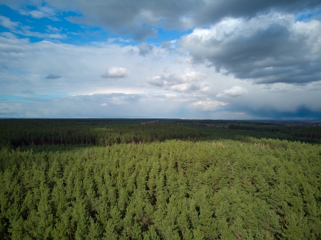 Aerial photo of pine forest