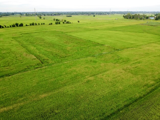 Aerial photograph, Green rice fields in rural areas