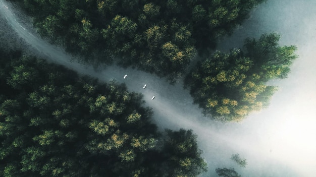 魅力的な自然の風景の空中写真霧の森