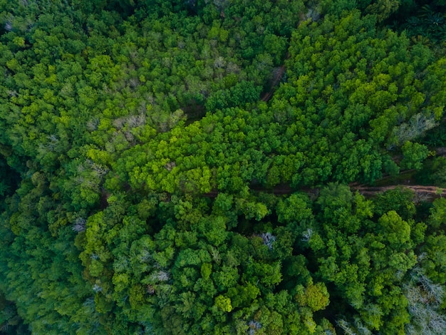 Fotografia aerea foresta fitta foresta montagna sfondo verde