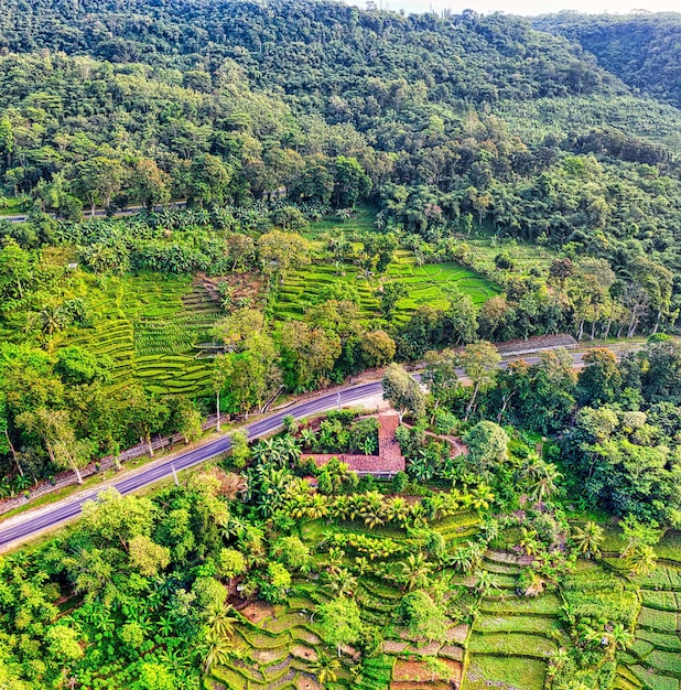 Foto fotografia aerea di una lunga strada tra i campi di riso