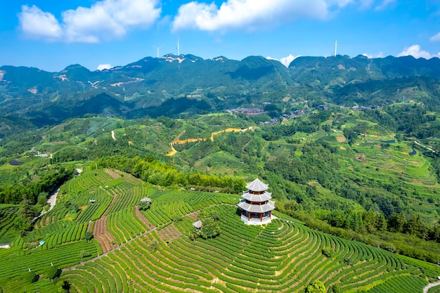 Aerial photography of Sanjiang Buyang Xianren alpine ecological tea fields