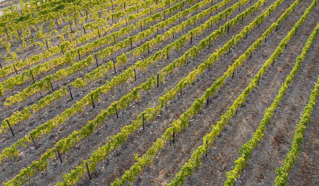 Aerial photography of vines on land cultivated for wine production