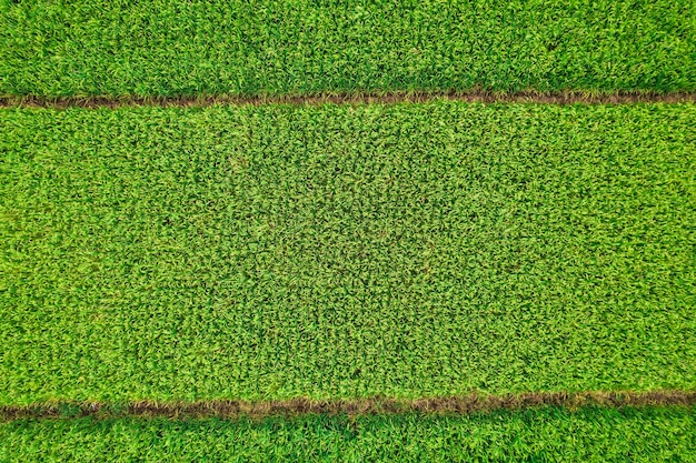 Aerial photos of rice fields