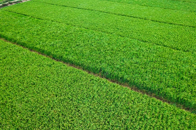 田んぼの航空写真