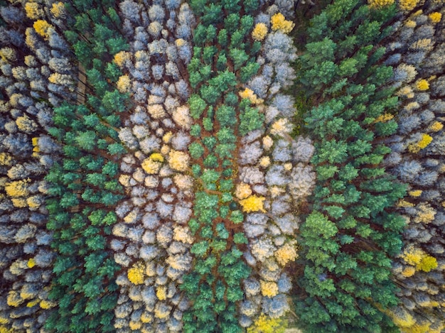 Photo aerial rural view with pine-trees and larches