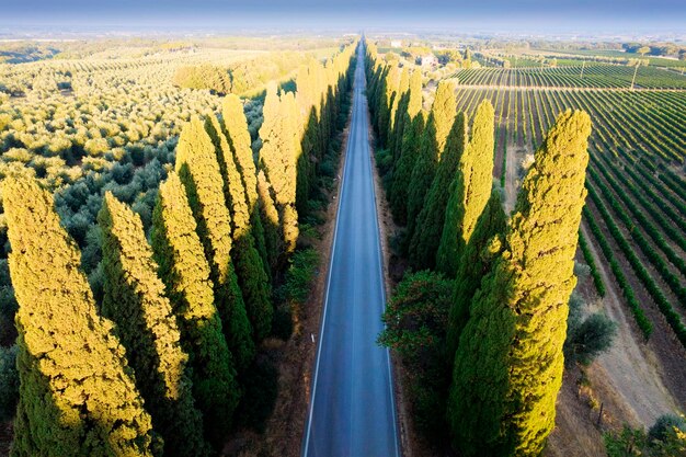 Aerial shot of the ancient and famous avenue of cypresses that from san vito leads to the city of bolgheri tuscany italy aerial shot