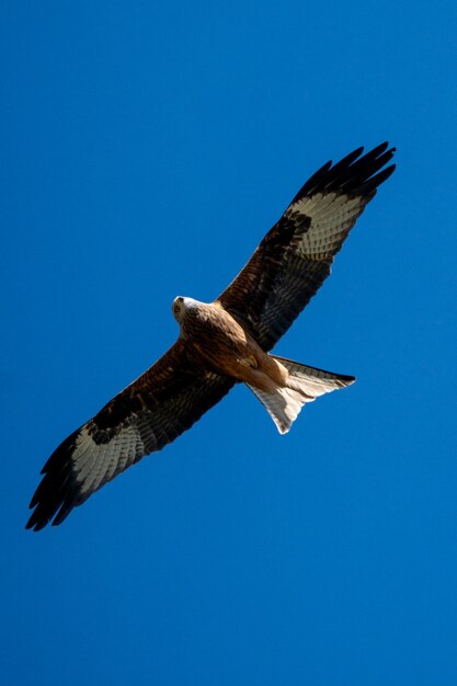 Photo aerial shot of a falcon or eagle from below