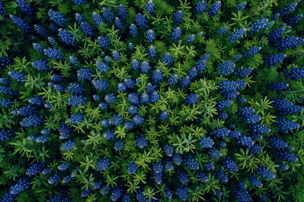 ブルーボネットの畑の空中写真 青い花は緑の葉と驚くべき対照性を生み出します