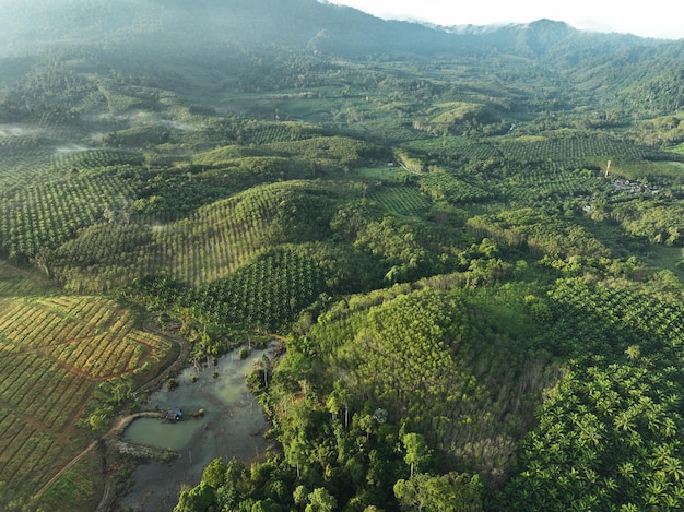 Aerial shot of the palm grove with green trees forest in the morningpalm grove and shadows from palm treesAmazing nature trees background