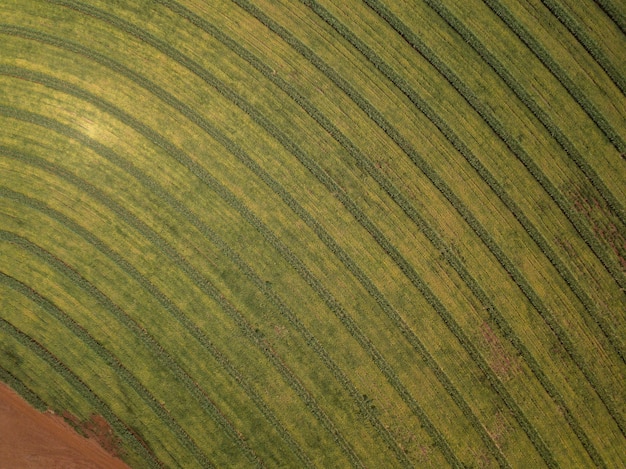 Aerial sugarcane field in Brazil.