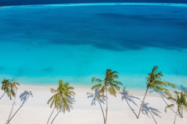 Aerial sunny beach scenery palm trees ocean lagoon. Drone seascape shore landscape seaside sand